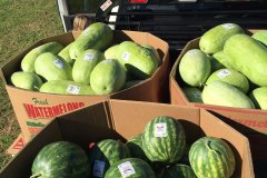 Green Arrow Fields - Watermelon Label