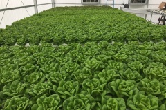 Green Arrow Fields - Lettuce Production