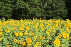 Green Arrow Fields - Sunflower Fields