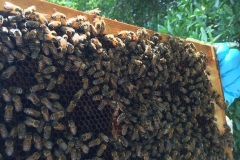 Green Arrow Fields - Bee/Honey Production